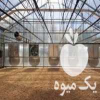 فروش فن هواکش 140 و 100 مخصوص مرغداری و گلخانه در همدان در گروه خرید فروش عمده انواع گل - پروش قاشقی موسی ساکولنت بن سای در یکمیوه