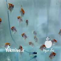 فروش ماهی آنجل کوی تک و عمد در تهران در گروه انواع ماهی - سالمون شیر کپور قرمز شوریده سفید گوپی مرکب در یکمیوه