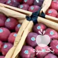 فروش سیب قرمز و زرد صادراتی موجود است در مراغه در گروه خرید فروش عمده سیب - زرد و قرمز گلاب پاییزه در یکمیوه