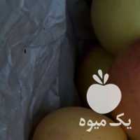 فروش سیب بدون واسطه ودلال در مراغه در گروه خرید فروش عمده سیب - زرد و قرمز گلاب پاییزه در یکمیوه