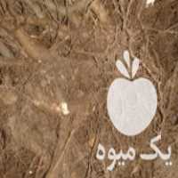 خرید نهال فندق و زغال اخته در قزوین در گروه خرید فروش نهال - انواع گردو پسته بادام سلطانی انگور در یکمیوه