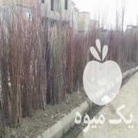 فروش نهال  زمانی در اردبیل در گروه خرید فروش نهال - انواع گردو پسته بادام سلطانی انگور در یکمیوه