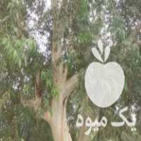 خرید درخت وچوب با قیمت مناسب وبا اکیبی کامل وحرفه ایی در دزفول در گروه خرید فروش عمده چوب- زغال چوب گردو تبریزی خام در یکمیوه