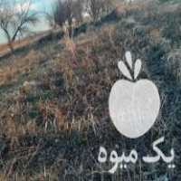 فروش نهال انگور در ارومیه در گروه خرید فروش نهال - انواع گردو پسته بادام سلطانی انگور در یکمیوه