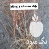 فروش نهال زرشک قرمز بی دانه و عناب در اسلامشهر در گروه خرید فروش نهال - انواع گردو پسته بادام سلطانی انگور در یکمیوه