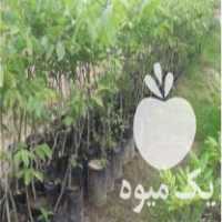 فروش ویژه نهال گردو در ساری در گروه خرید فروش نهال - انواع گردو پسته بادام سلطانی انگور در یکمیوه