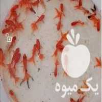 فروش ماهی قرمز گلدفیش در رشت در گروه انواع ماهی - سالمون شیر کپور قرمز شوریده سفید گوپی مرکب در یکمیوه