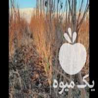 نهالستان سبزینه فروش انواع نهال در نیشابور در گروه خرید فروش نهال - انواع گردو پسته بادام سلطانی انگور در یکمیوه