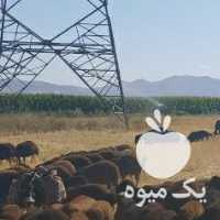 فروش قزل میش شال گوسفند بره در تهران در گروه گاو و گوسفند و میش و بز کهره گوساله سمینتال در یکمیوه
