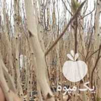 فروش نهال پسته صداقت در یزد در گروه خرید فروش نهال - انواع گردو پسته بادام سلطانی انگور در یکمیوه