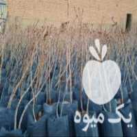 فروش نهال پسته مهریز یزد به قیمت عمده در سرو در گروه خرید فروش نهال - انواع گردو پسته بادام سلطانی انگور در یکمیوه