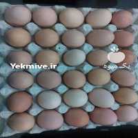 فروش تخم مرغ خوراکی محلی با وزن 11 کیلو در تهران در گروه انواع تخم ها - مرغ بوقلمون پرنده عمده کشاورزی در یکمیوه