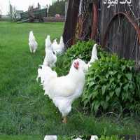 فروش نیمچه مرغ بومی و محلی - طیور در تهران در گروه مرغ و خروس و بوقلمون و اردک قو قاز در یکمیوه