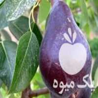 فروش نهالستان پالیز میثم میرزائی در میاندوآب در گروه خرید فروش عمده خرمالو - خرمالو رسیده نارس برگ عمده در یکمیوه