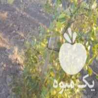 فروش نهال عناب پیوندی بهترین در فیض آباد در گروه خرید فروش نهال - انواع گردو پسته بادام سلطانی انگور در یکمیوه