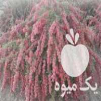 فروش نهال زرشک پلویی در توحید در گروه خرید فروش نهال - انواع گردو پسته بادام سلطانی انگور در یکمیوه