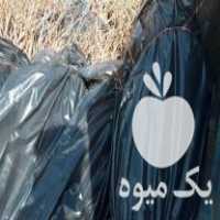 فروش باغ و نهالستان انگور در تربت حیدریه در گروه خرید فروش نهال - انواع گردو پسته بادام سلطانی انگور در یکمیوه