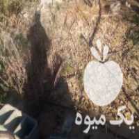 فروش نهال انجیر و گل و انار اشکفتو دانه سیاه یک ساله در داراب در گروه خرید فروش نهال - انواع گردو پسته بادام سلطانی انگور در یکمیوه