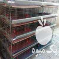 فروش قفس بلدرچین در خرمدره در گروه تجهیزات دام و طیور - خرید فروش نو دسته دوم در یکمیوه
