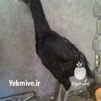 فروش محصولات دامی در مشهد در گروه انواع تخم ها - مرغ بوقلمون پرنده عمده کشاورزی در یکمیوه