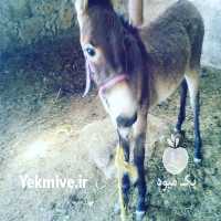 فروش الاغ قاطر در تهران در گروه خرید و فروش عمده انواع محصولات کشاورزی و دامداری در یکمیوه