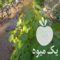 فروش نهال انگور فخری و کشمش در بناب در گروه خرید فروش نهال - انواع گردو پسته بادام سلطانی انگور در یکمیوه