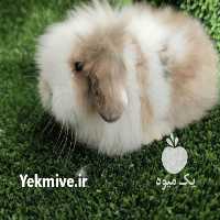 آگهی مشابه فروش حیوانات اهلی مینی لاین لوپ در اصفهان در گروه حیوانات خانگی - خرید و فروش در یکمیوه