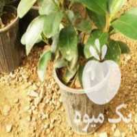 فروش عمده گل اپارتمانی فیکوس جنگلی در تهران در گروه خرید فروش عمده گیاهان زینتی - گرمسیری آپارتمانی باغچه آب در یکمیوه