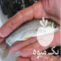 فروش مرکز پخش بچه ماهی گرمابی شمال در سرباز در گروه انواع ماهی - سالمون شیر کپور قرمز شوریده سفید گوپی مرکب در یکمیوه