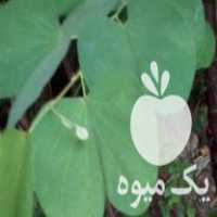 فروش نهال کمیاب ارکیده درختی هنگ کنگ صورتی در کیش در گروه خرید فروش نهال - انواع گردو پسته بادام سلطانی انگور در یکمیوه