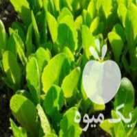 فروش نشاء کاهو کهو پیرزا در بهمن در گروه خرید فروش عمده کاهو - رسمی پیچ سالادی فرانسوی چینی قرمز در یکمیوه