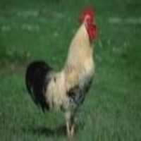 فروش جوجه مرغ و خروس محلی در تهران در گروه مرغ و خروس و بوقلمون و اردک قو قاز در یکمیوه