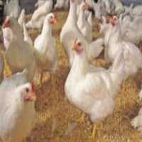 فروش مرغ تخم گذار اصلاح نژاد شده در تهران در گروه مرغ و خروس و بوقلمون و اردک قو قاز در یکمیوه
