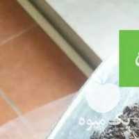 فروش چای طبیعی گیلان در رشت در گروه خرید فروش عمده چای - سبز ترش کوهی سیاه در یکمیوه