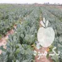 فروش گل کلم نشاصادراتی ps در شوش در گروه خرید فروش نشا - انواع گوجه برنج کاهو پیاز کاری فرنگی در یکمیوه