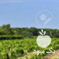 فروش قلمه انگور بیدانه یکساله در قزوین در گروه خرید فروش عمده انگور - یاقوتی شانی عسگری بی دانه قرمز در یکمیوه