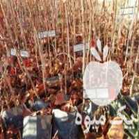 فروش نهال پسته شناسه دار در آباده در گروه خرید فروش نهال - انواع گردو پسته بادام سلطانی انگور در یکمیوه