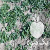 فروش اسفناج بذر خارجی در بهمن در گروه خرید فروش بذر - انواع محصول کشاورزی گوجه کتان میوه درخت در یکمیوه