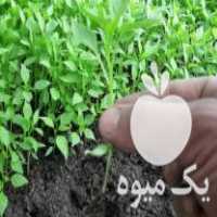 فروش بوته فلفل شیرین شمشیری درجه 1 خصوص کشت درگلخانه در جویبار در گروه خرید فروش نشا - انواع گوجه برنج کاهو پیاز کاری فرنگی در یکمیوه