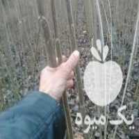 فروش نهال صنوبر در رودبنه در گروه خرید فروش نهال - انواع گردو پسته بادام سلطانی انگور در یکمیوه