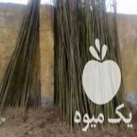 فروش انواع ارقام نهال پالونیا از تولید به مصرف در آستانه اشرفیه در گروه خرید فروش نهال - انواع گردو پسته بادام سلطانی انگور در یکمیوه