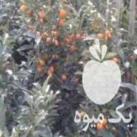 فروش نهال کامکوات در قائم شهر در گروه خرید فروش نهال - انواع گردو پسته بادام سلطانی انگور در یکمیوه