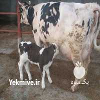 فروش گاو سیمینتال و هلشتای در گرگان در گروه گاو و گوسفند و میش و بز کهره گوساله سمینتال در یکمیوه