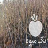 فروش نهال پسته در زرند در گروه خرید فروش نهال - انواع گردو پسته بادام سلطانی انگور در یکمیوه