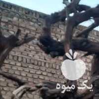 فروش چوب چنار گرده چوب انگور زغالی در تهران در گروه خرید فروش عمده چوب- زغال چوب گردو تبریزی خام در یکمیوه