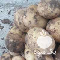 سیب زمینی جیلی داخل توری زرد آماده فروش در کرمانشاه در گروه خرید فروش عمده سیب زمینی - زودرس دیررس آگریا اسپریت اردبیل همدان در یکمیوه