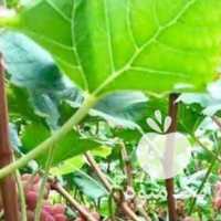 فروش انواع نهال ریشگی انگور در قزوین در گروه خرید فروش نهال - انواع گردو پسته بادام سلطانی انگور در یکمیوه