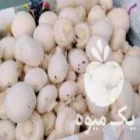 فروش قارچ خوراکی بصورت عمده وجزئی در اصفهان در گروه خرید فروش عمده قارچ - دکمه ای خوراکی دارویی پرورشی کوهی در یکمیوه