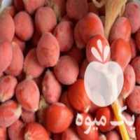 فروش بذر سیکاس آفریقایی در رامسر در گروه خرید فروش بذر - انواع محصول کشاورزی گوجه کتان میوه درخت در یکمیوه