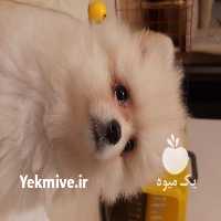 فروش نگهداری و مراقبت دیگر مراقبتها در ارومیه در گروه سگ و گربه _ نگهبان هاسکی ژرمن دوبرمن سرابی در یکمیوه